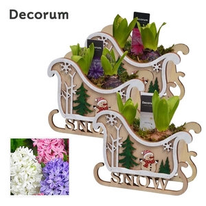 Arrangementen Hyacinthus 6%