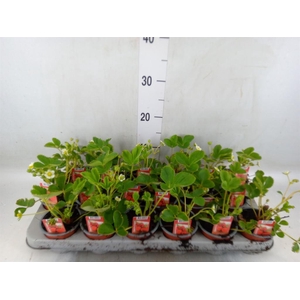 Fragaria ananassa 'Ostara'