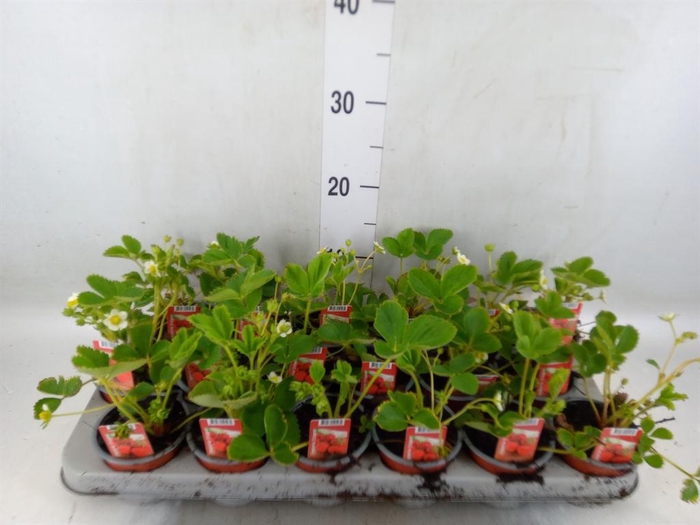 <h4>Fragaria ananassa 'Ostara'</h4>