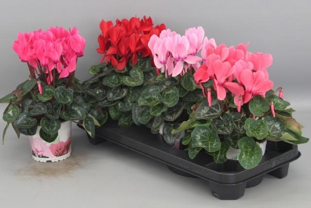 <h4>CYCL GR SUP XL</h4>