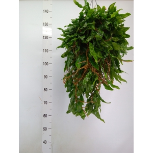 Microgramma nitida 'Monkeyhill'