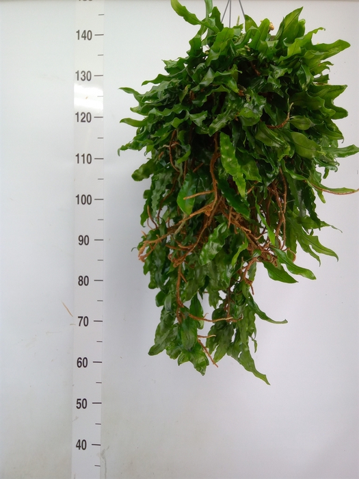 <h4>Microgramma nitida 'Monkeyhill'</h4>