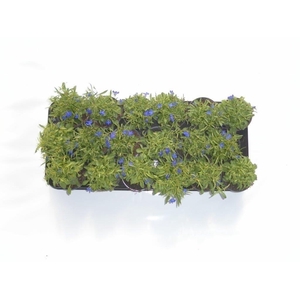 Lobelia blauw