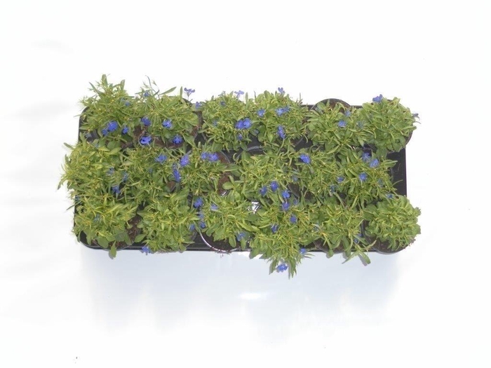 <h4>Lobelia blauw</h4>