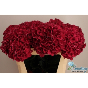 HYDR M MAG RUBYRED