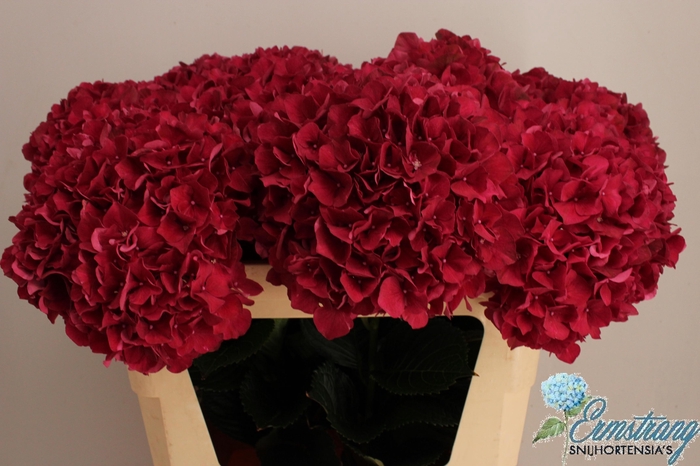 <h4>HYDR M MAG RUBYRED</h4>