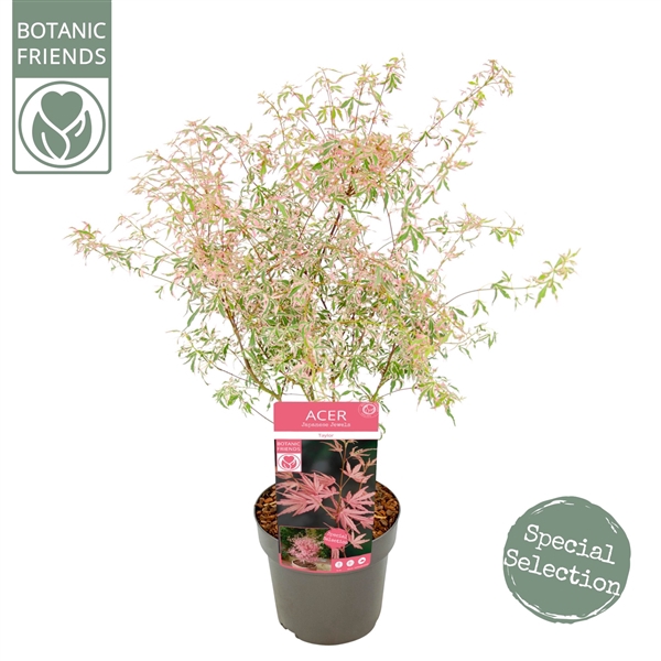 <h4>Acer palm. 'Taylor' ®</h4>