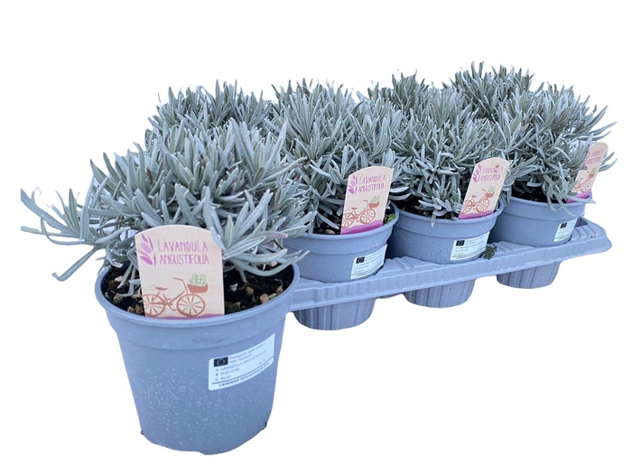 <h4>Lavandula angustifolia</h4>