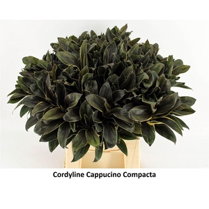 Cordyline Compacta Cappucino