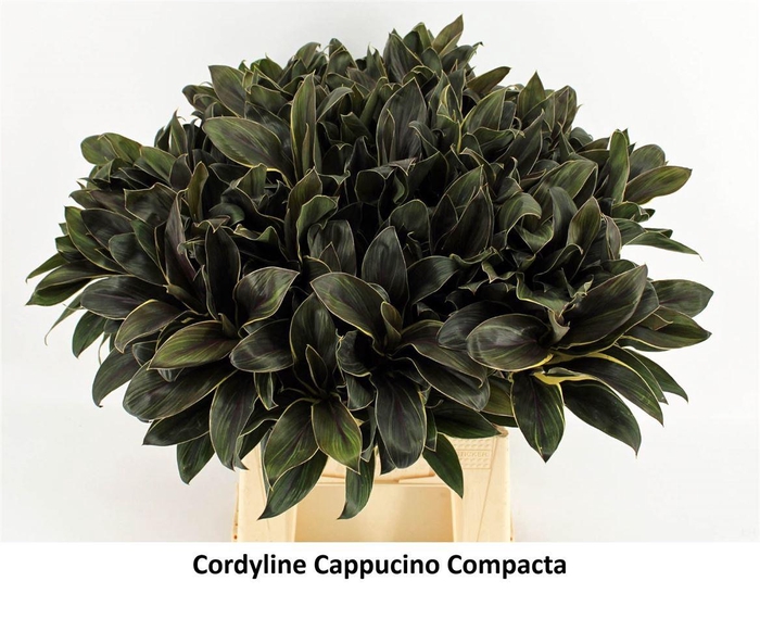 <h4>Cordyline Compacta Cappucino</h4>