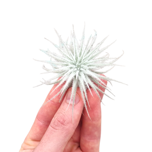 Tillandsia Tectorum white
