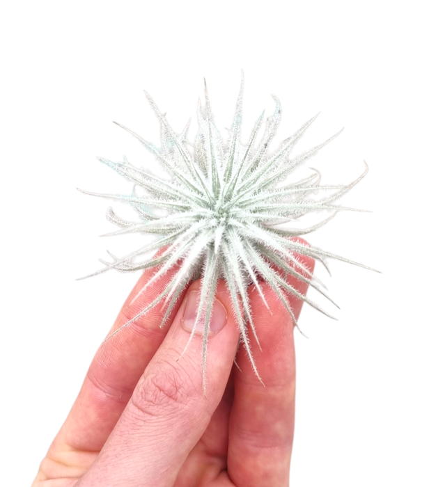 <h4>Tillandsia Tectorum white</h4>