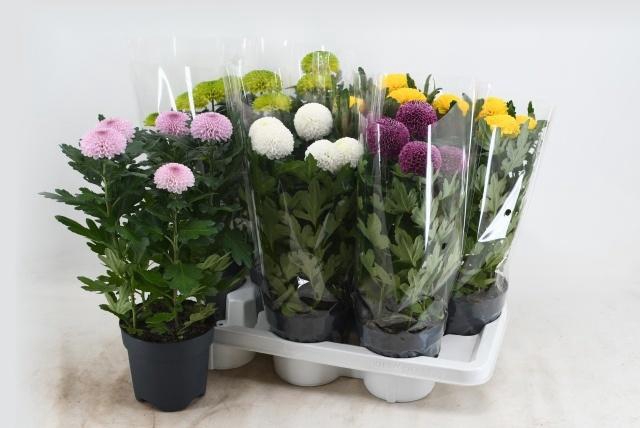 <h4>CHRYS FP GEM</h4>