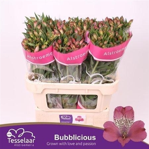 Alstr Bubblicious
