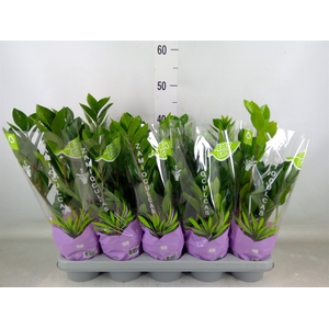 Zamioculcas zamiifolia