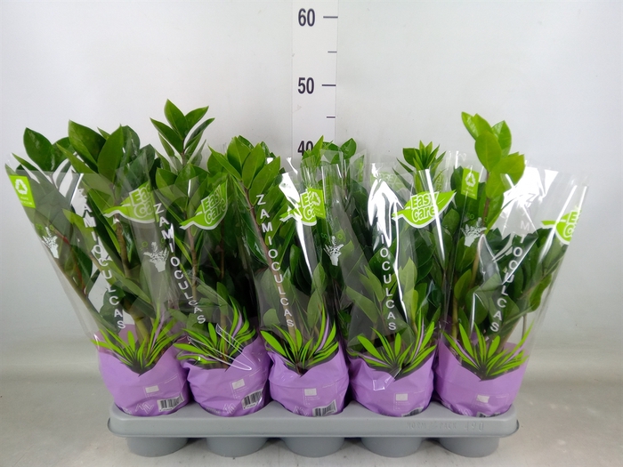 <h4>Zamioculcas zamiifolia</h4>