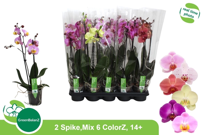 <h4>PHAL GEM 6 KL</h4>