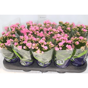 KALANCHOE DOBRADO P11 ROSA