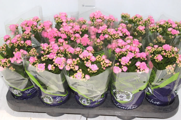 <h4>KALANCHOE DOBRADO P11 ROSA</h4>