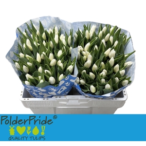 TU EN DUTCH MOUNTAIN