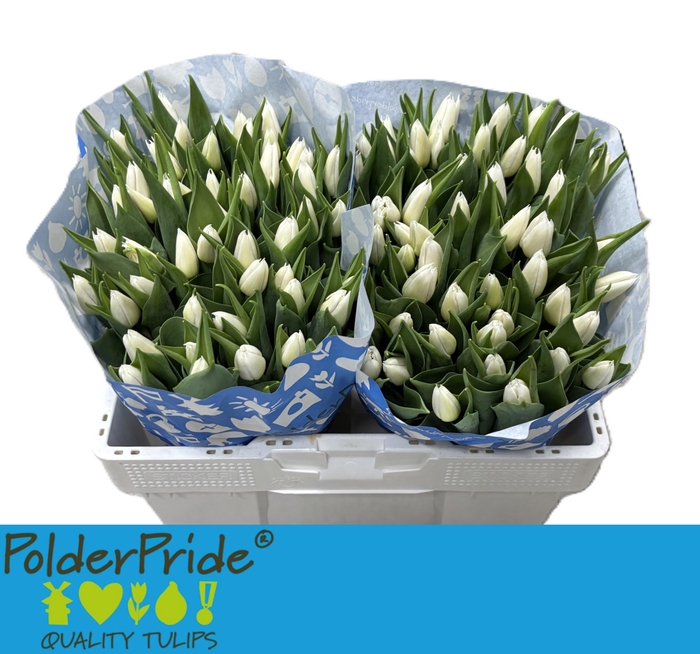 <h4>TU EN DUTCH MOUNTAIN</h4>