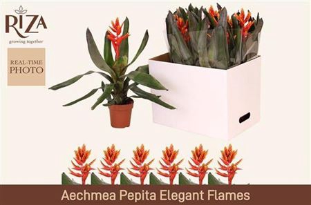 Aechmea Elegant Flame