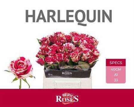 <h4>R Gr Harlequin</h4>