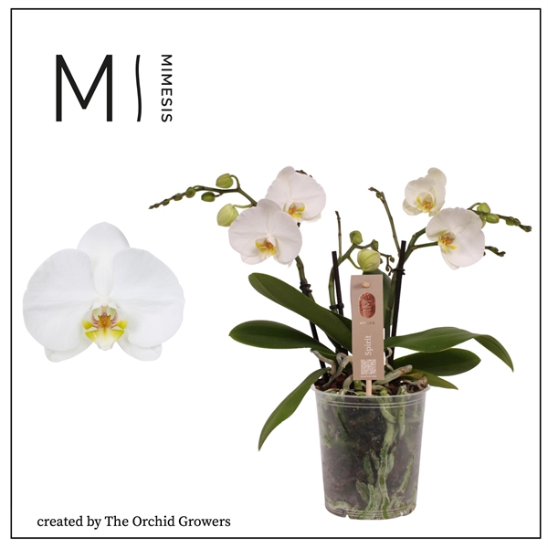 <h4>Mimesis Phal. Spirit White - 3 spike 12cm</h4>