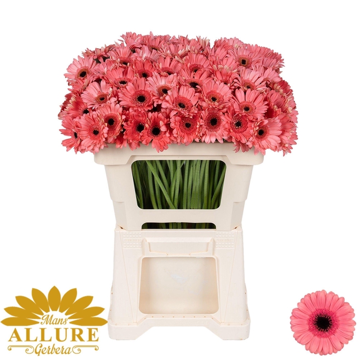 <h4>GE MI VIDAL</h4>