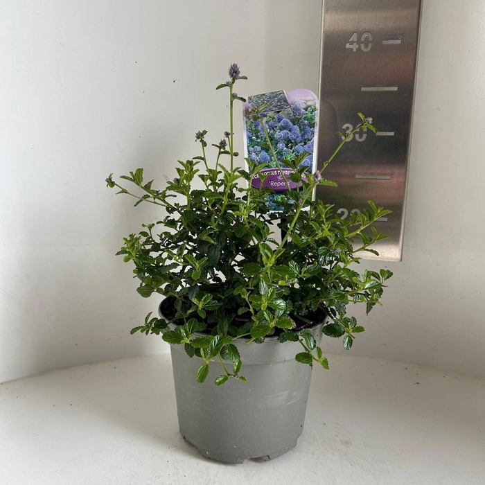 <h4>Ceanothus thyrsiflorus var. repens</h4>