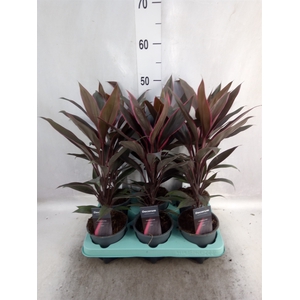 Cordyline fruti. 'Tango'