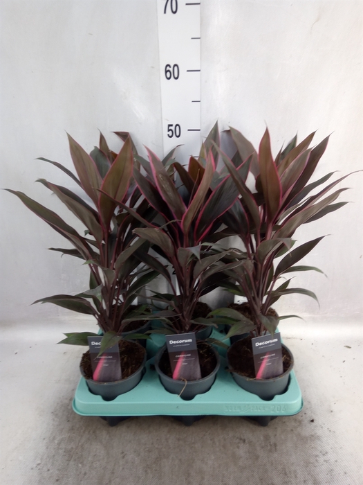 <h4>Cordyline fruti. 'Tango'</h4>