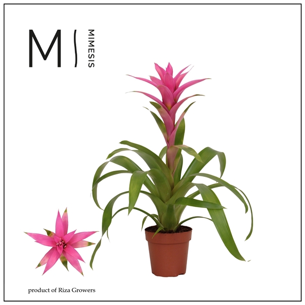 <h4>Mimesis Guzmania Suerte Cerise - 12 cm</h4>