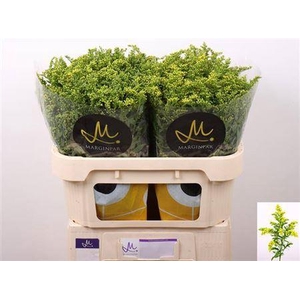 Soli Carzan Glory 70cm 30gram