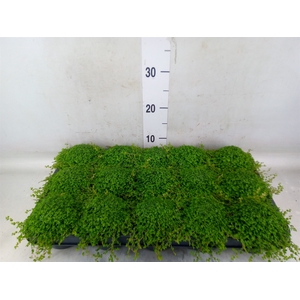 Soleirolia soleirolii   ...green