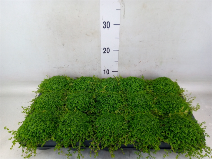 <h4>Soleirolia soleirolii   ...green</h4>