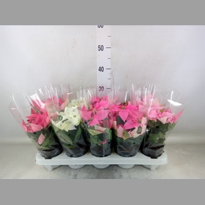 Euphorbia pulc. 'Princ'  ..mix