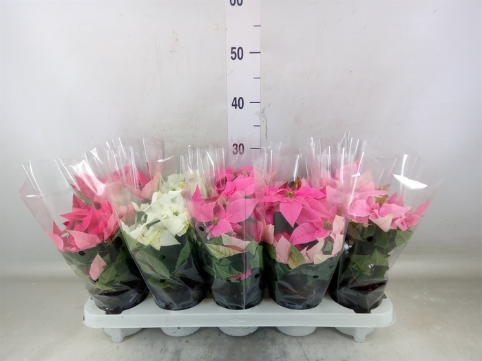 <h4>Euphorbia pulc. 'Princ'  ..mix</h4>