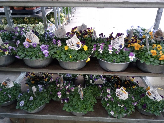 <h4>Viola corn.   ...mix</h4>