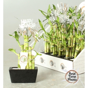 DRA LUCKY BAMBOO