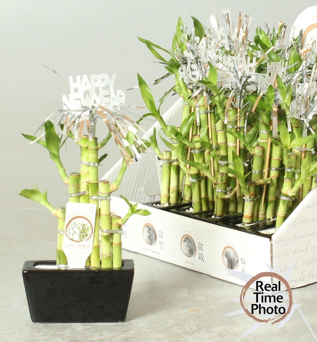 <h4>DRA LUCKY BAMBOO</h4>