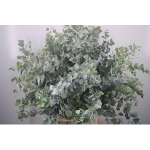 EUC CINEREA PER BOS