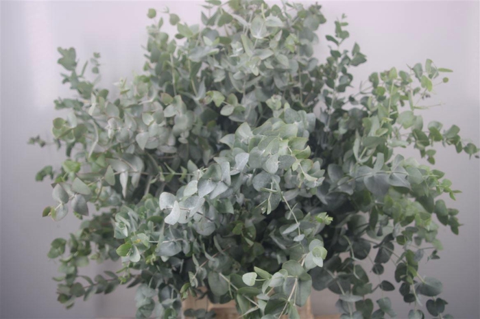 <h4>EUC CINEREA PER BOS</h4>