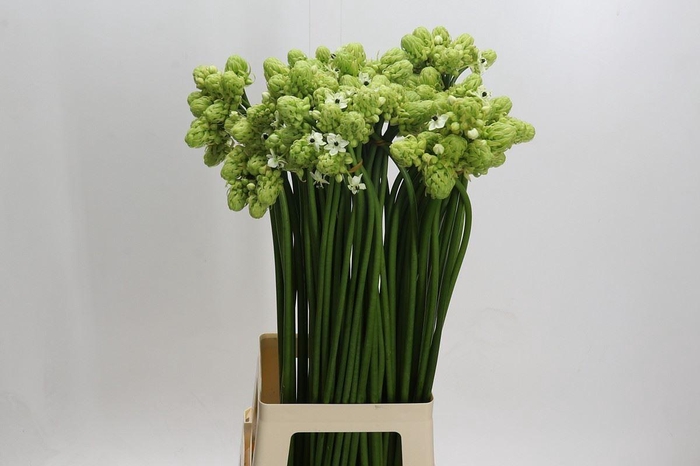 <h4>Ornithogalum saundersiae</h4>