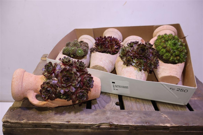 <h4>arr8 Semp Gem</h4>