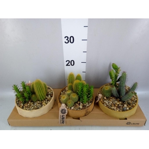Arr.  Cactus L%