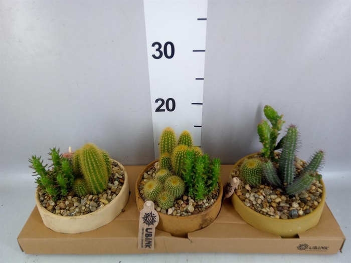 <h4>Arr. Cactus L%</h4>