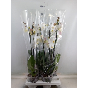 Phalaenopsis   ...white