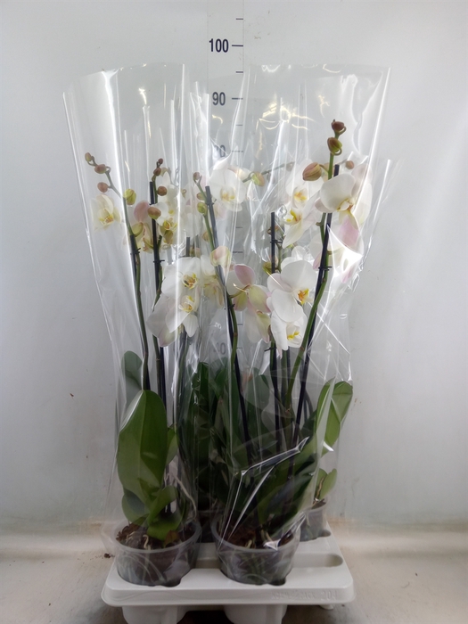 <h4>Phalaenopsis   ...white</h4>