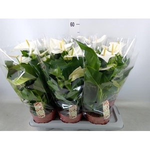 Anthurium andr. 'Alpine'